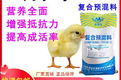 怎么养小鸡成活率高