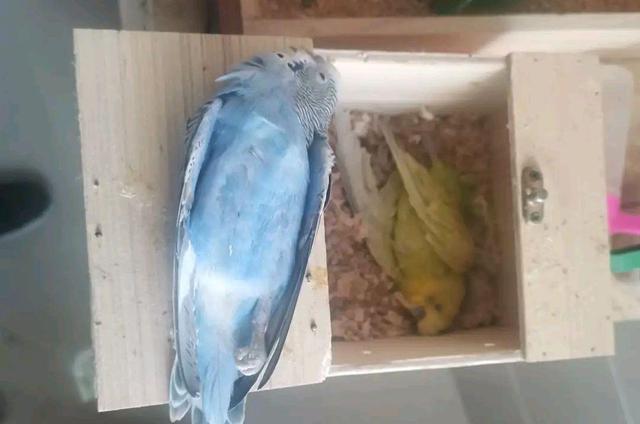 虎皮鹦鹉一晚上冻死了