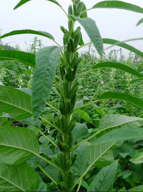 5g芝麻云官网