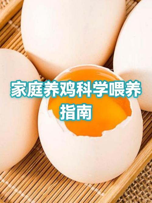 室内养鸡的最佳方法