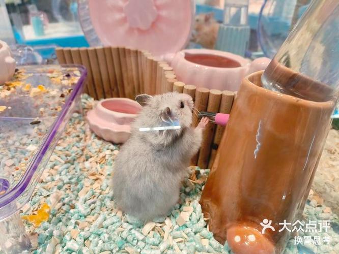 离我最近的仓鼠店在哪里
