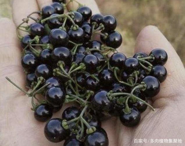 野草果实是黑色的