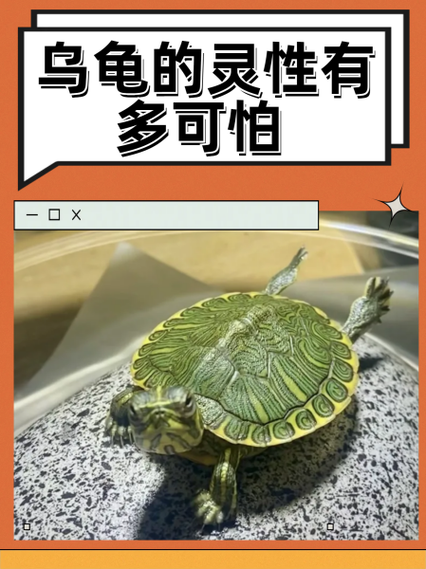 乌龟出现灵性征兆