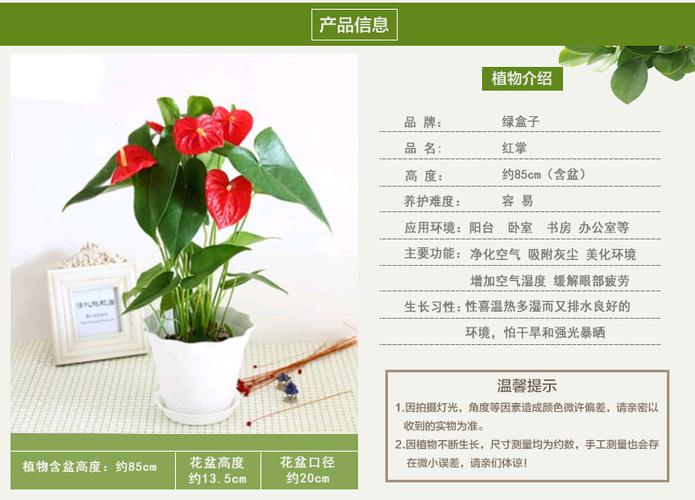 红掌花的资料