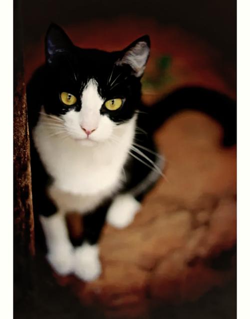 奶牛猫和普通猫的区别
