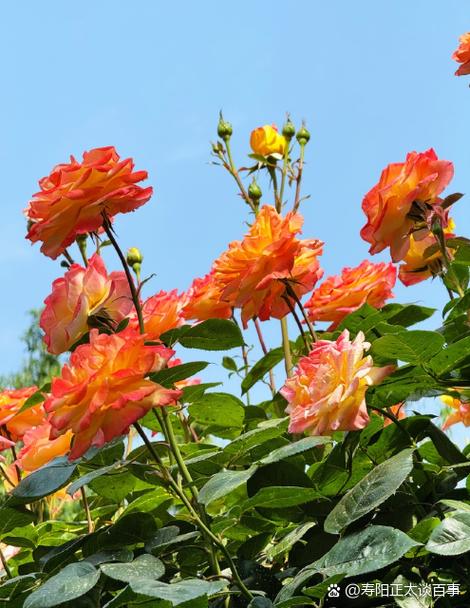 月季花哪家对版