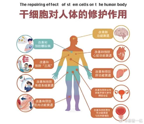 干细胞又称什么缩略图