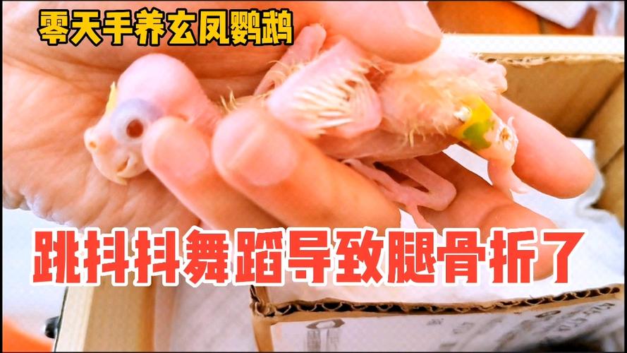 玄凤鹦鹉腿骨折了怎么办
