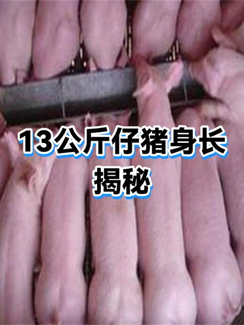 小猪身长多少米