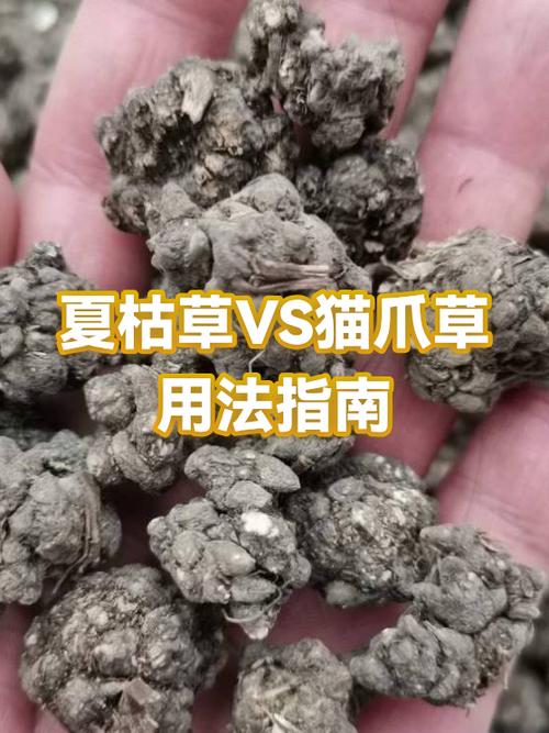 夏枯草猫爪草能散结节吗