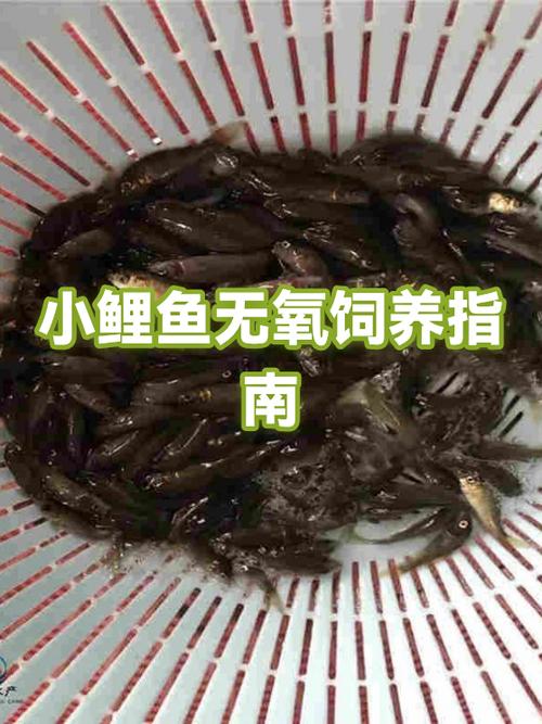 小鲤鱼怎么做着好吃