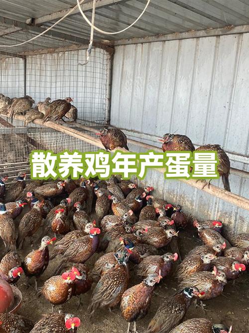 散养土鸡多少天下蛋