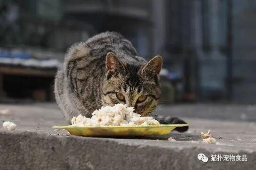 猫能不能吃米饭