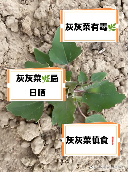 偷菜中毒了谁的责任法理分析