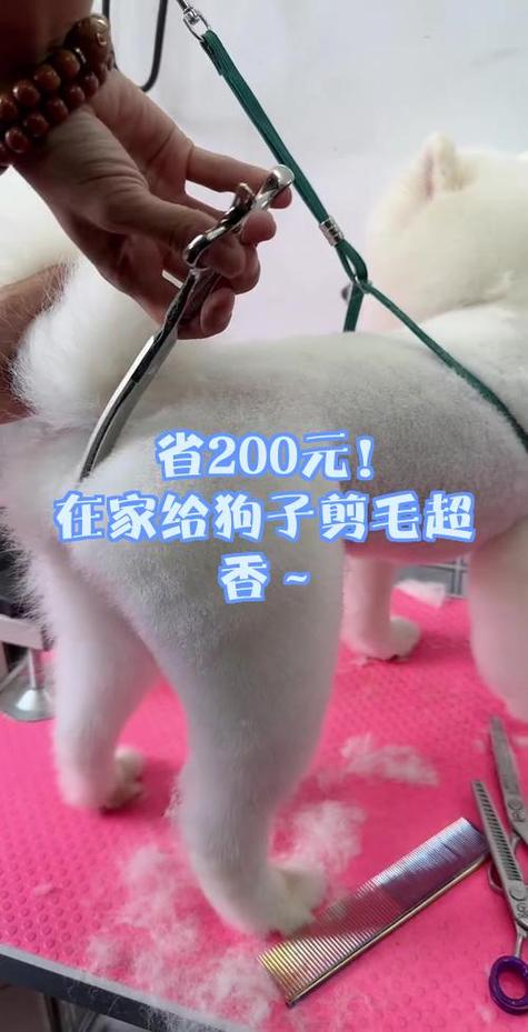 宠物店剪毛价格表
