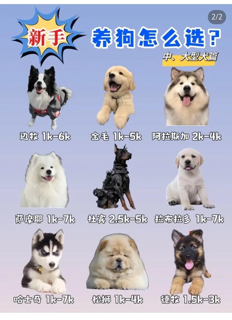 狗屁王3代多少钱