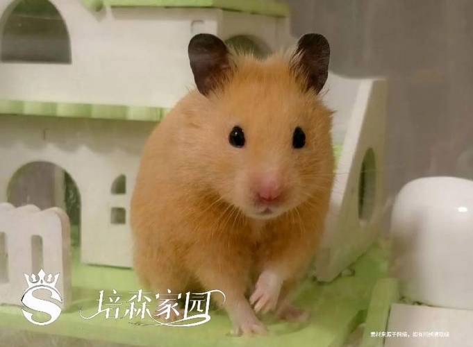 老鼠图片Q版可爱