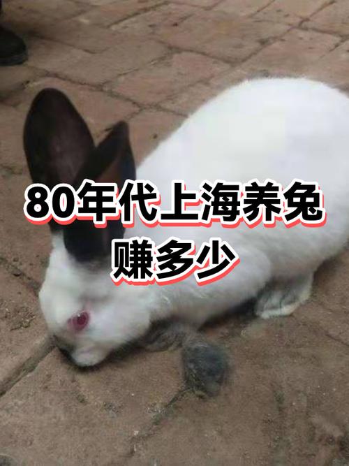 养殖宠物兔赚钱吗