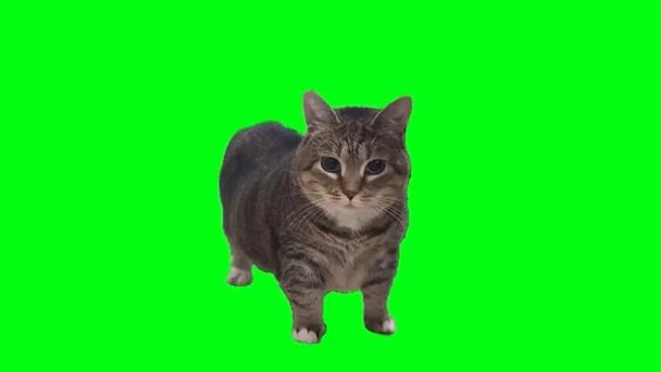 oiiaiooiiai猫