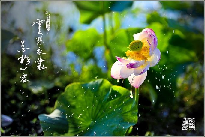 云想衣裳全新正版