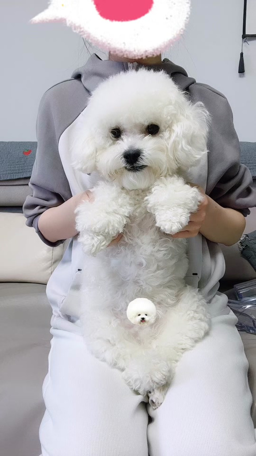 猫爪摁狗头全文阅读