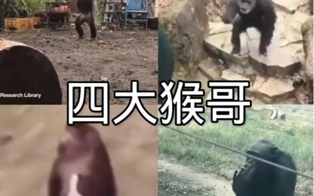 四大视频,搞笑视频