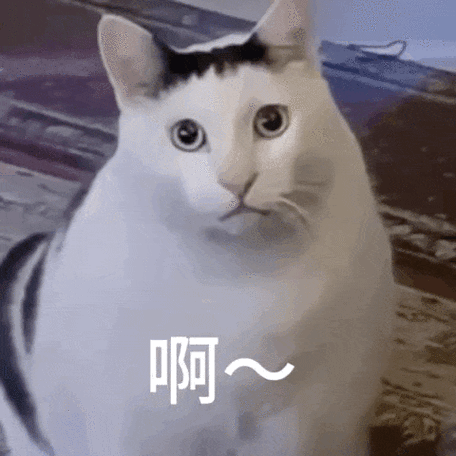 meme猫表情包动图截图