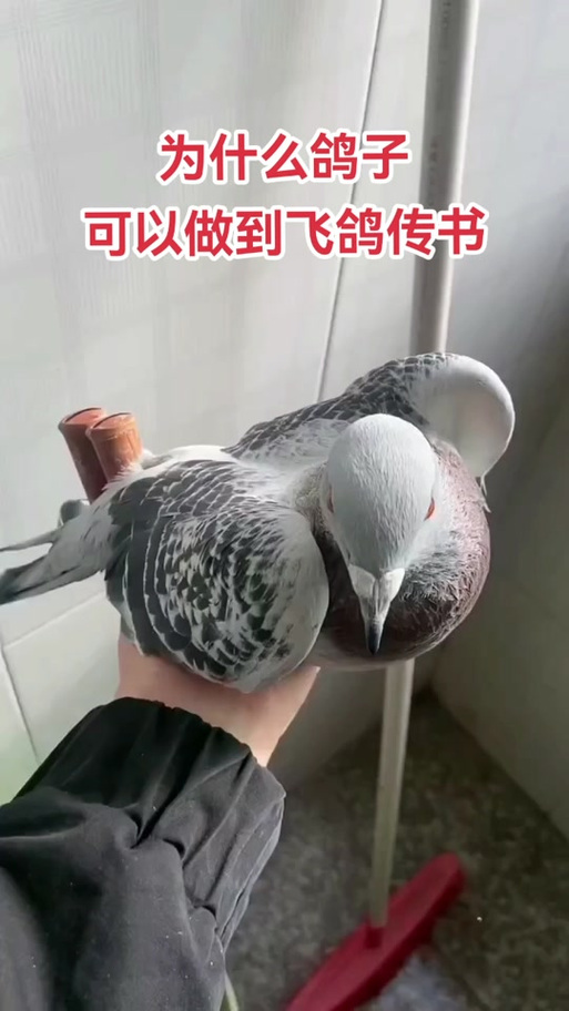 飞鸽传书和飞鸽飞信哪个好图标