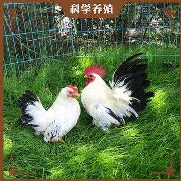 爱养殖