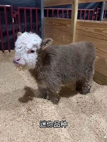 如何让牛繁殖迷你世界截图