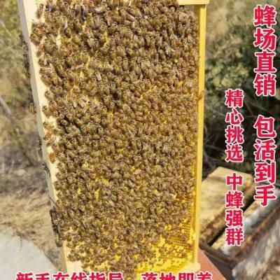附近哪里有蜜蜂出售