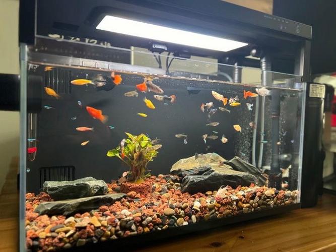 小米鱼缸水泵停停转转怎样没置