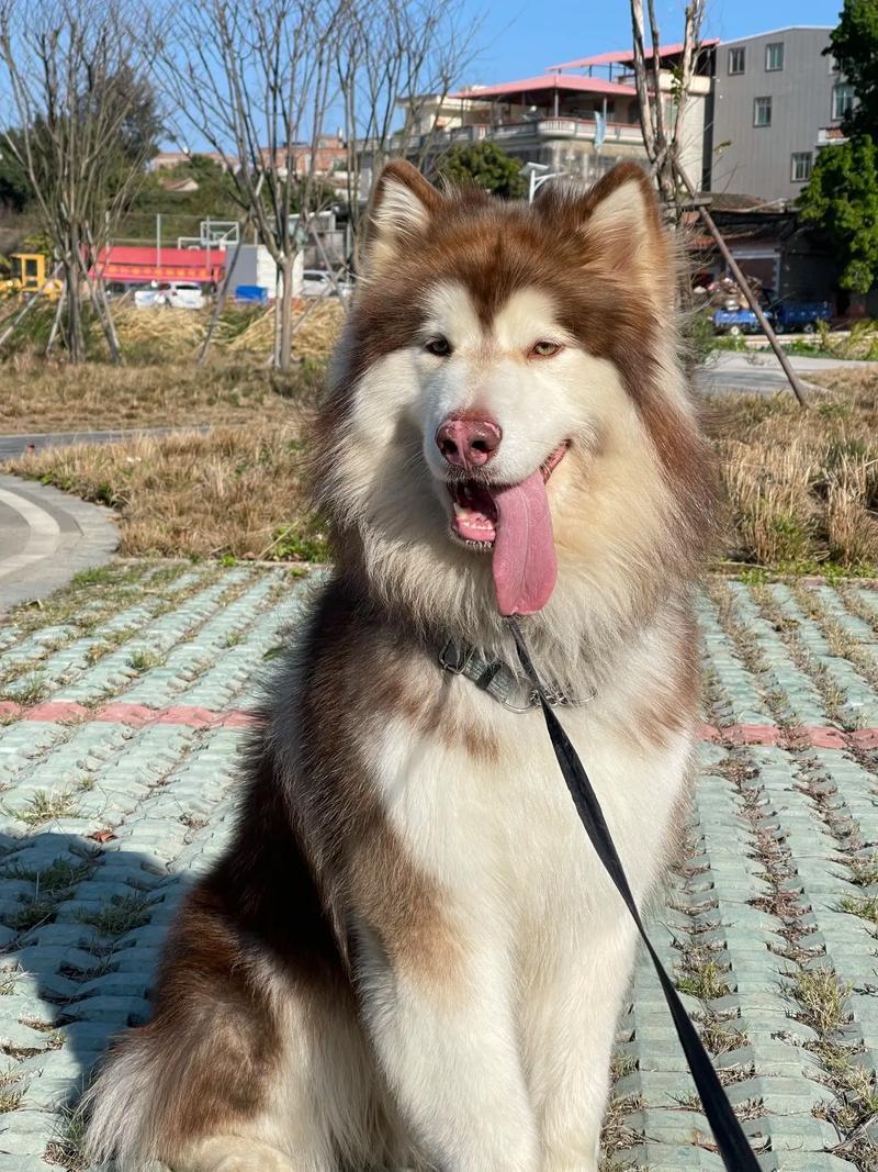 阿拉斯加犬熊版