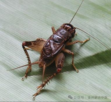 蟋蟀治什么病最好