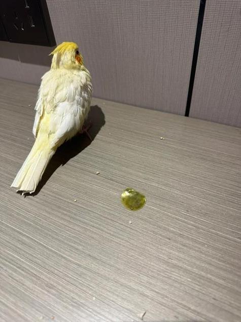 鹦鹉瘫痪了怎么办