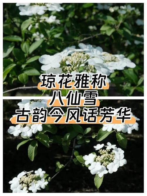 仙子的72个雅称