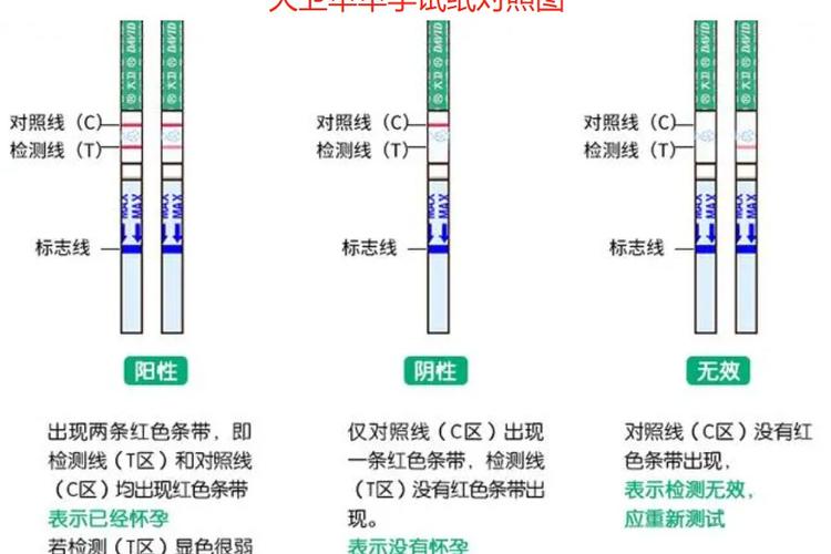 大卫验孕棒对照图