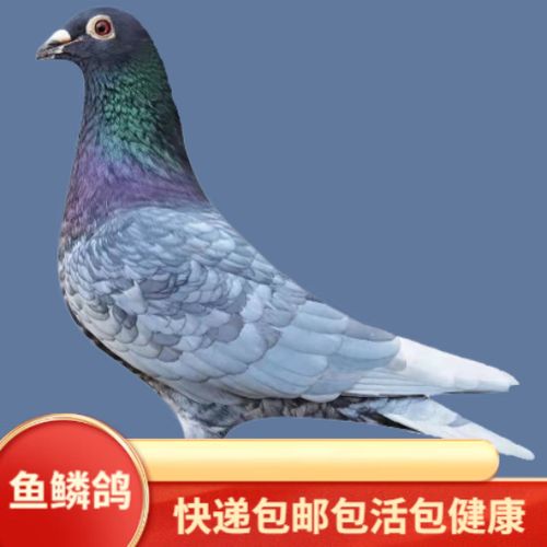 公平鸽有异色吗