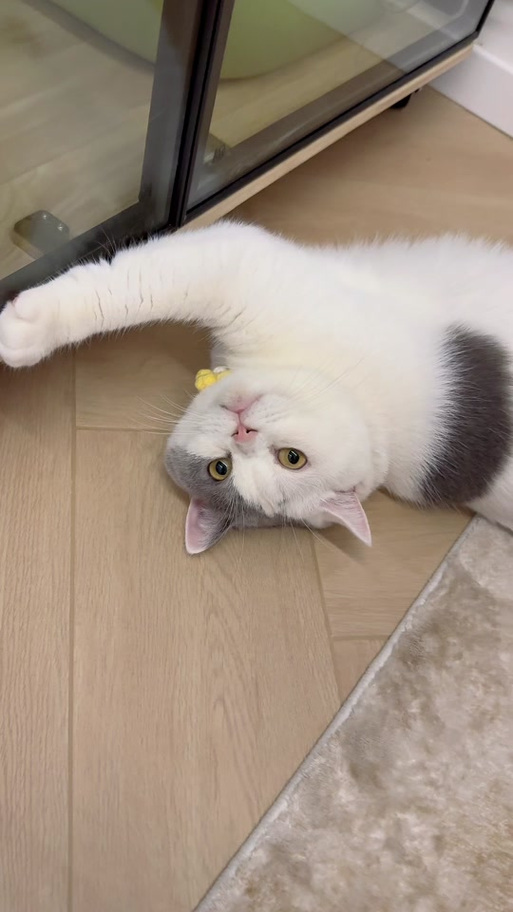 小猪的猫meme