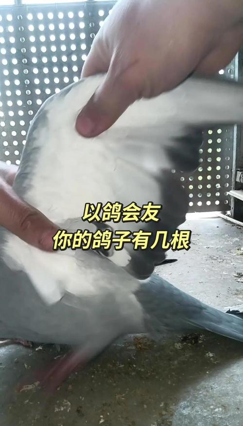 羽毛球鸭毛和鹅毛哪个好
