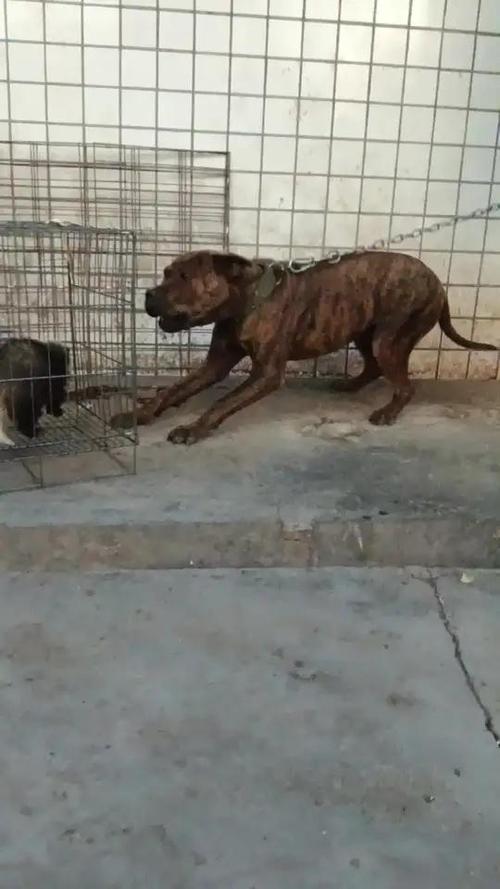 比特和什么犬杂交最好