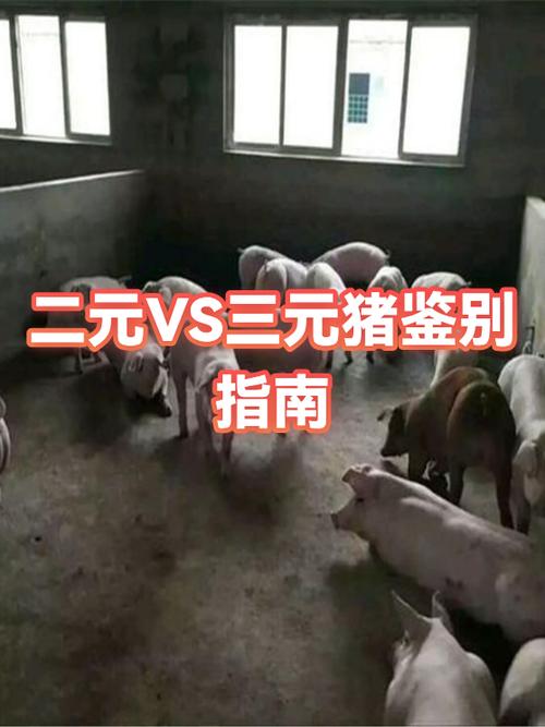 一元二元三元猪区别