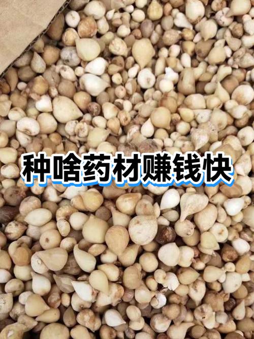 现在种什么药材好卖又赚钱