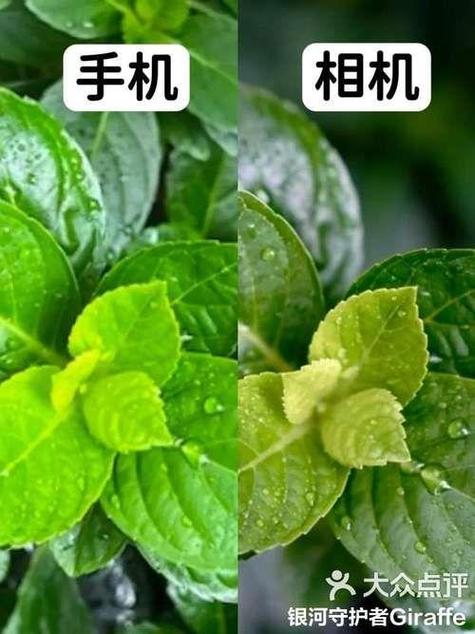相机变成绿色怎么恢复缩略图
