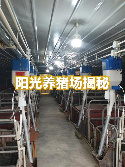 阳光养猪场公司靠什么盈利