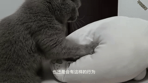 猫咪一边呼噜一边踩奶