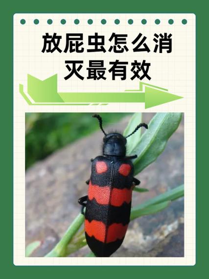 如何消灭打屁虫最有效