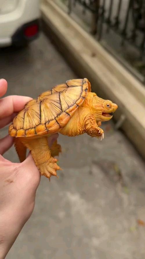 变异龟多少钱一只