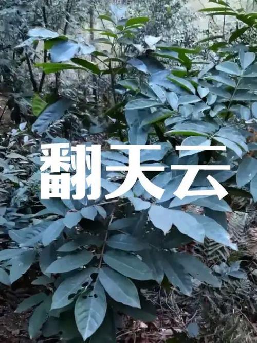 一是草二是树三是花四是什么