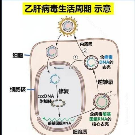 乙肝病毒离体能活多久图标